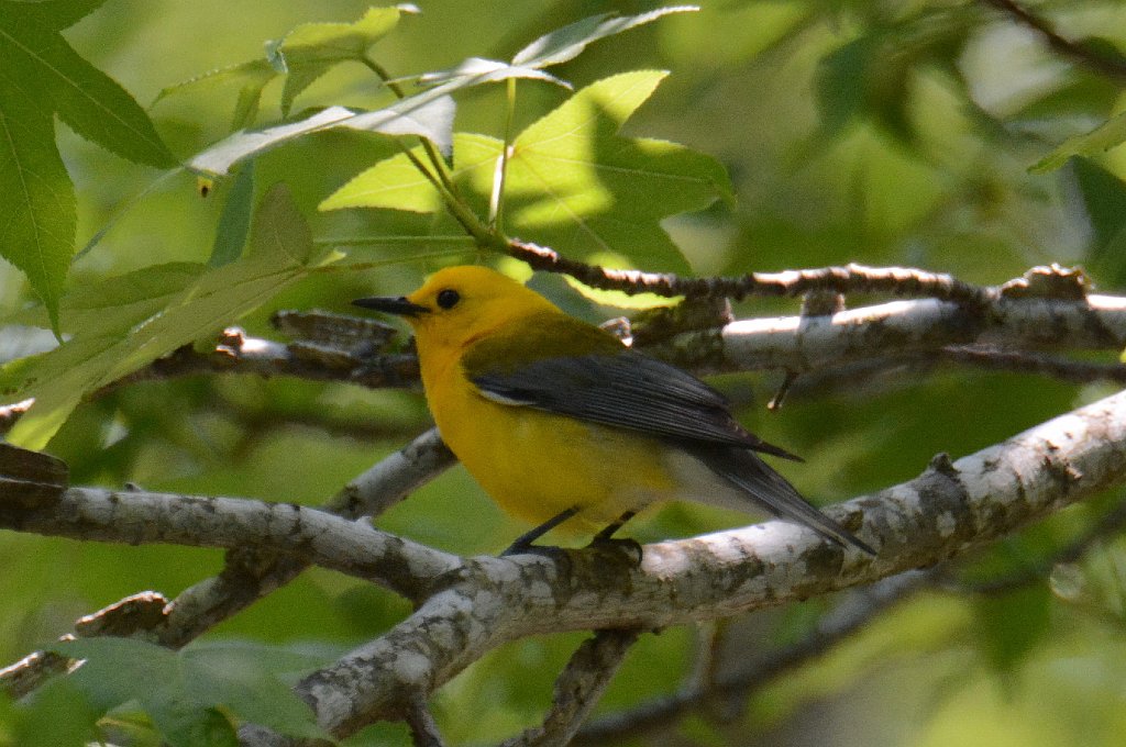 Warbler, Prothonotary, 2014-05122146 Nags Head Woods Preserve, NC.JPG - Prothonotary Warbler. Nags Head Woods Preserve, NC, 5-12-2014